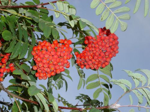 rowanberries mountain ash berries