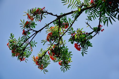 rowanberries  bird berry tree  bird berries branch