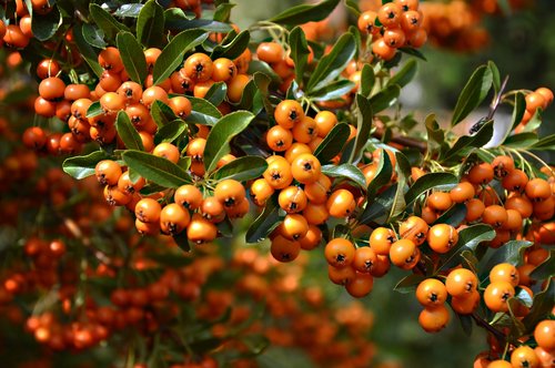 rowanberries  bush  orange