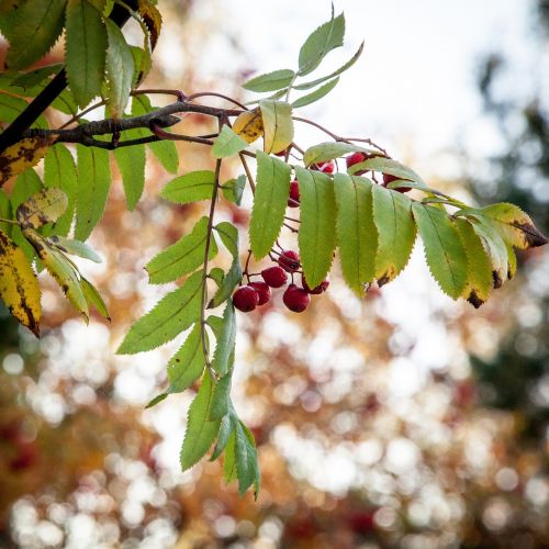 rowanberry fall autumn