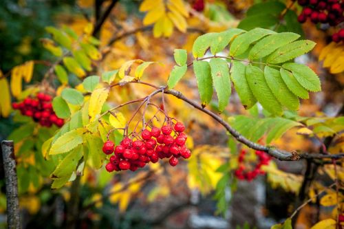 rowanberry fall autumn