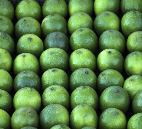 Rows Of Limes