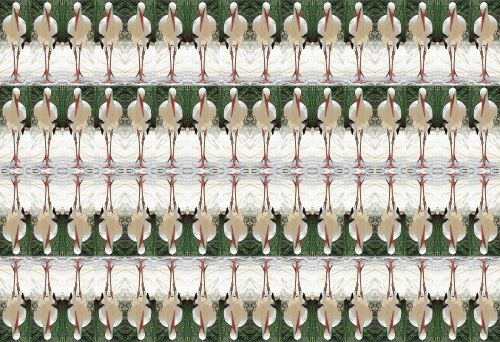 Rows Of Stork Birds Wallpaper