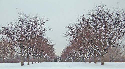 Rows Of Trees