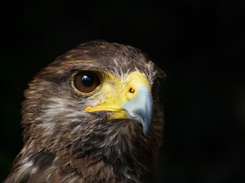 royal eagle bird raptor