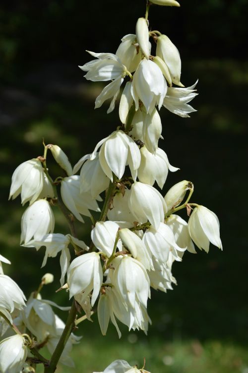 royal lily white bloom