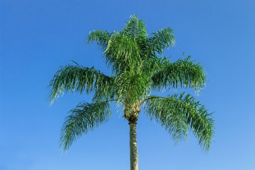 royal palm tropical plant palm tree