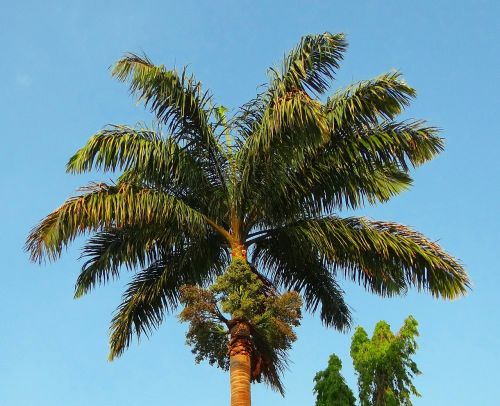 royal palm palm roystonea regia