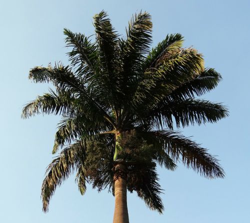 royal palm palm roystonea regia