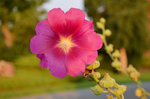 Pink Garden Flower