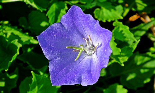 rozwar  flower  blue
