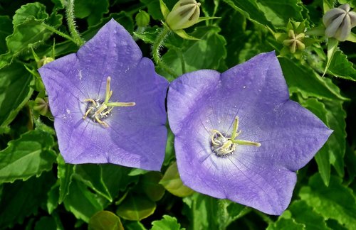 rozwar  flowers  blue