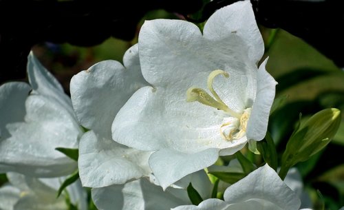 rozwar  flowers  white