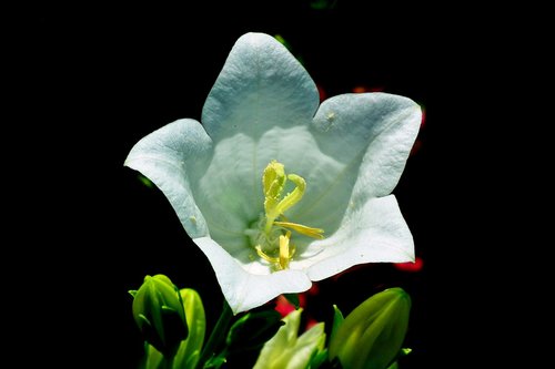 rozwar  flower  white