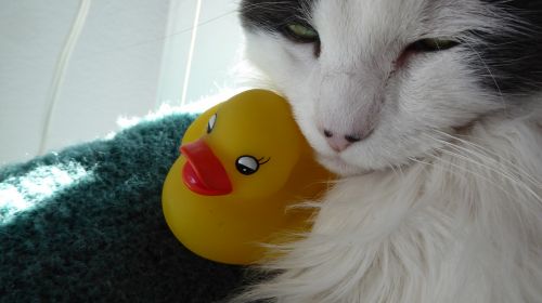 Rubber Ducky And Cat