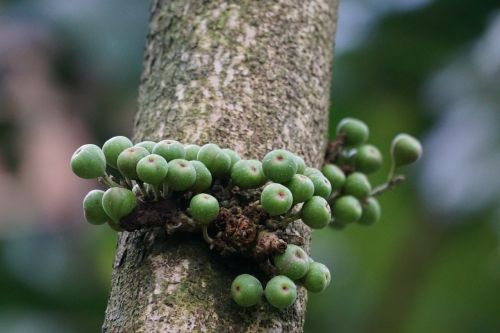 rubber tree linden leafy fig