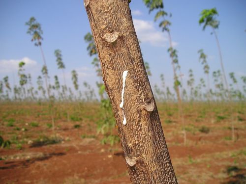 rubber tree rubber commodity