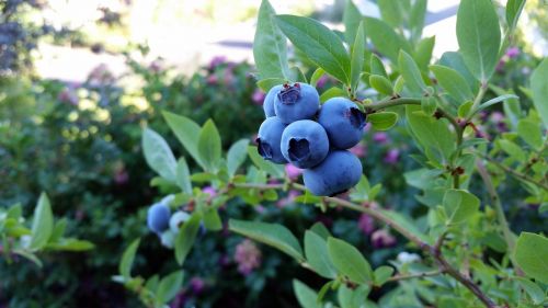 rubel blueberry blueberry fruit