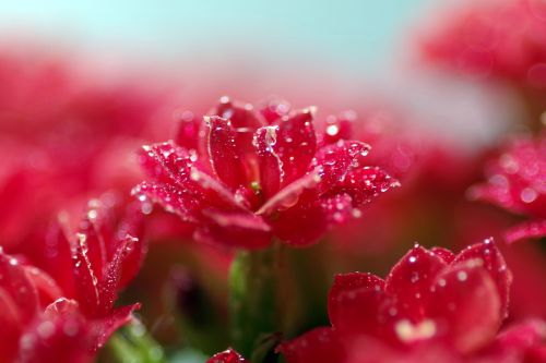 rubella flower red