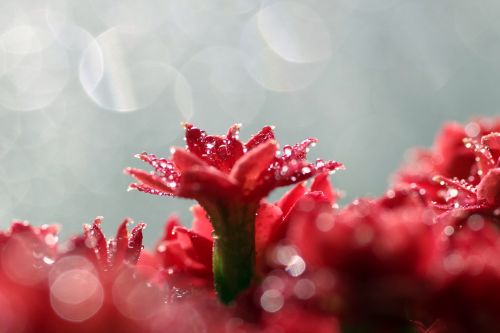 rubella flower red