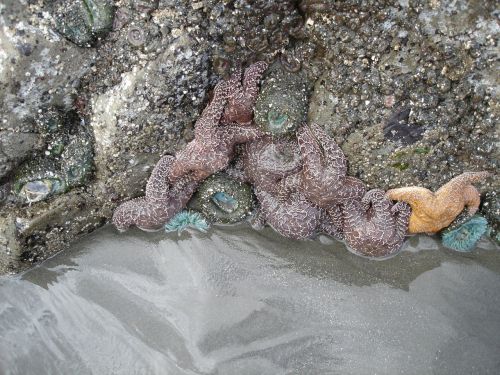 ruby beach olympic national park