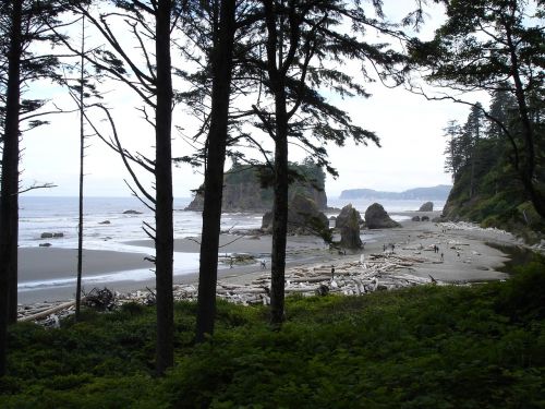 ruby beach beach driftwood