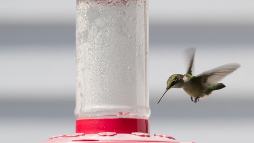 ruby-throated hummingbird  hummingbird  bird