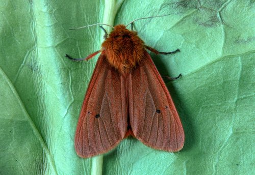 ruby tiger  moth  macro