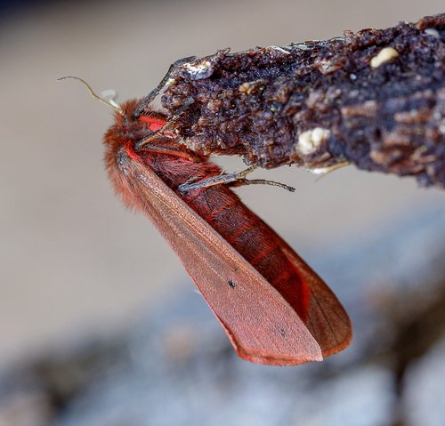 ruby-tiger  moth  wings