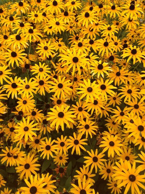rudbeckia summer flower yellow