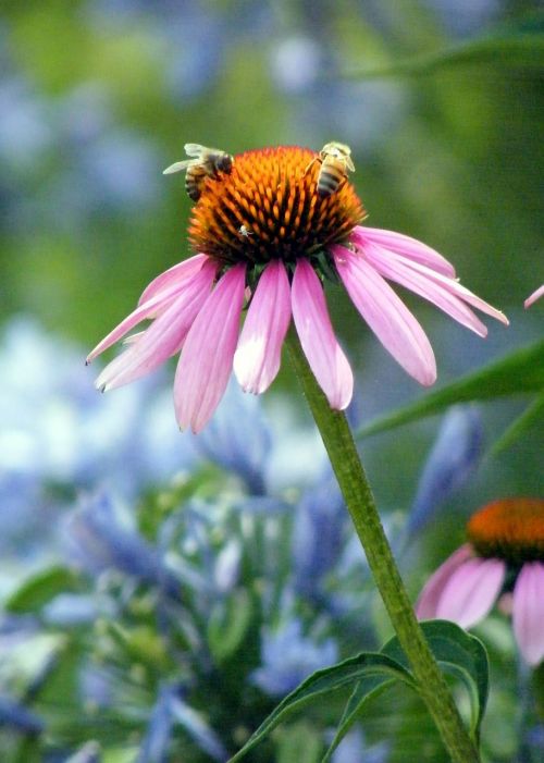 rudbeckia daisy bee