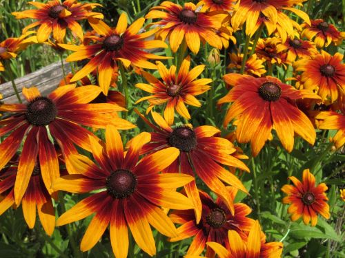 rudbeckia sea of flowers blütenzauber