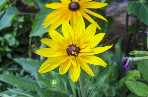 rudbeckia flower yellow flowers