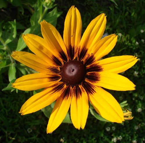 rudbeckia hirta flower