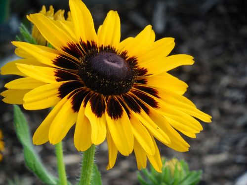 rudbeckia flower yellow