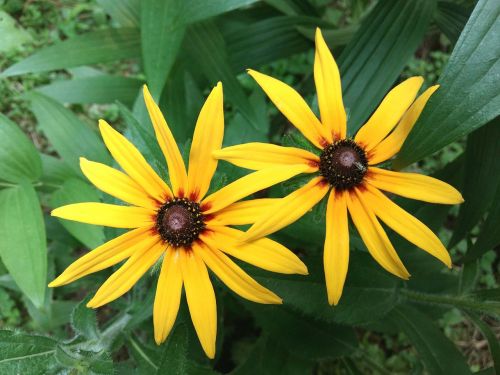 rudbeckia the two clusters june