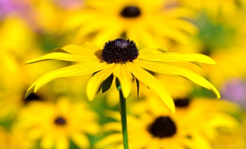 rudbeckia fulgida shining coneflower composites