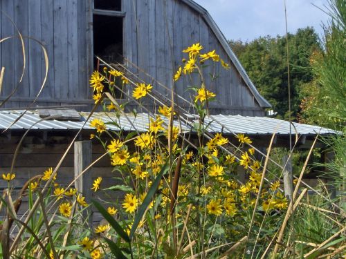 Wild Rudbeckia (1)