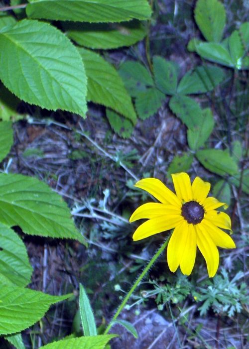 Rudbeckia Wild (3)