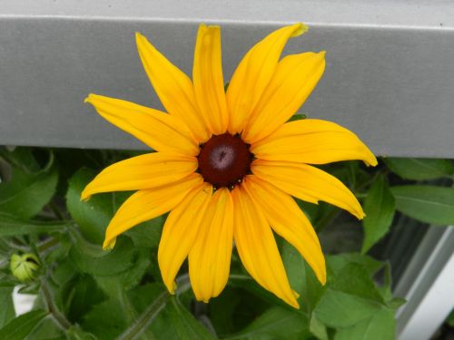 Lonely Rudbeckia