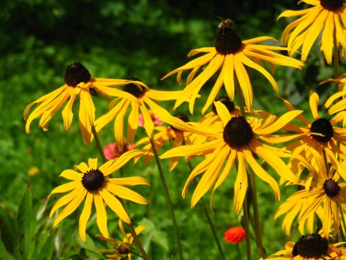 rudbekia rudbekie flowers