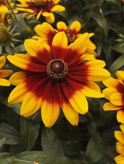 rudbekia  flower  garden