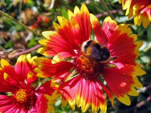 rudbekia insect summer