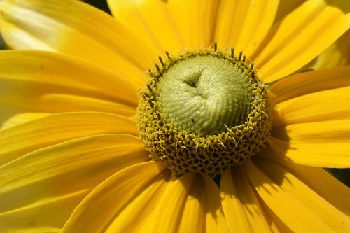 rudbekie  blossom  bloom