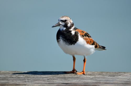 ruddy turnstone water