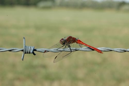 ruddy darter dragonfly macro