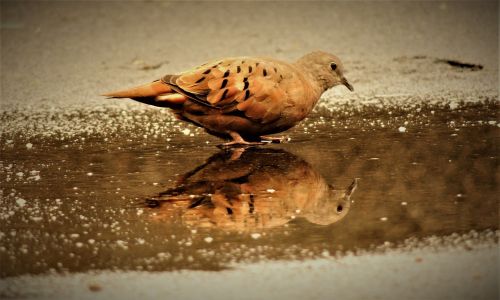 ruddy ground dove weasels birdie