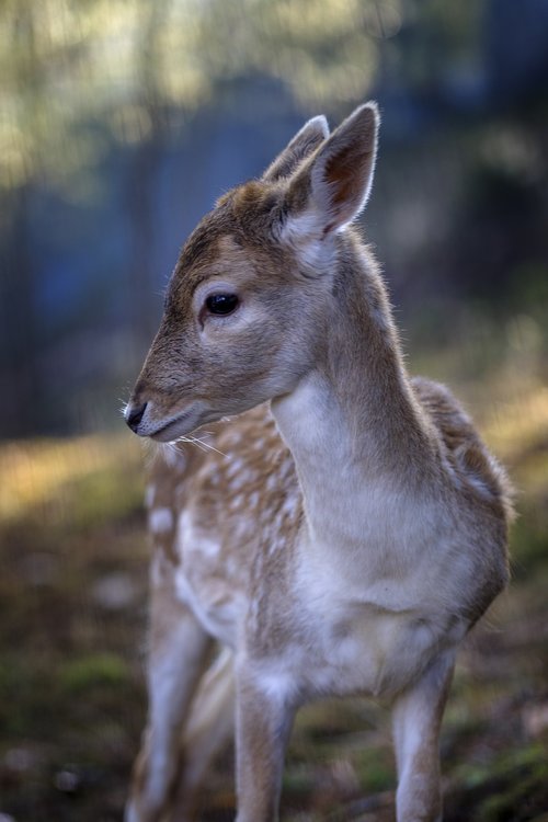 rudolph  fawn  deer