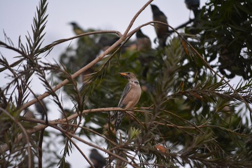 rufous  backed  robin