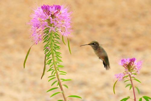 rufous hummingbird wildlife hovering